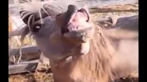 Funny animal viral video