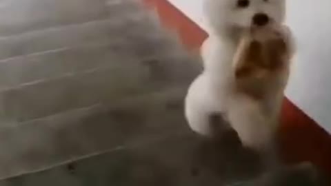Animal Lover Shorts-Cute Funny Dog Video #Short