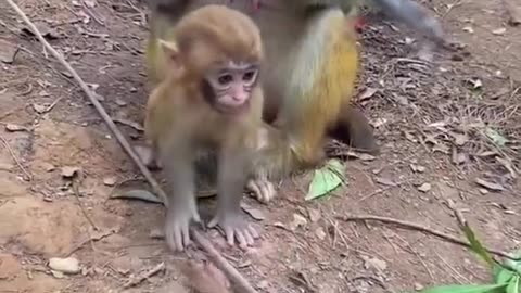Mother's defense of her young son monkeys