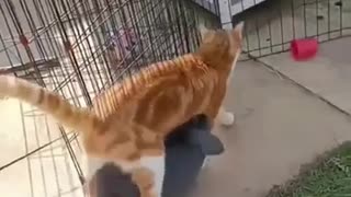 Bunny like to walk under the cat