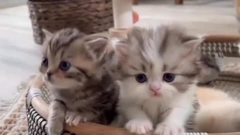 cute and beautiful kittens playing together