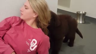 Newfoundland puppy harshly tugs on owner's hair