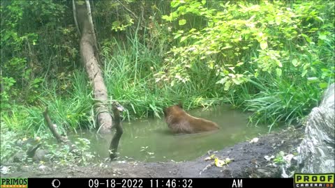 bear hasty exit from pond 18Sept2022