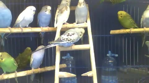 Parakeets play, relax and have fun with each other [Nature & Animals]