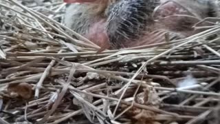 Flock it Farm: Baby pigeon