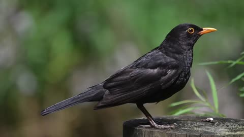 Blackbird Songbirds, Songs Birds, Bird Calling Chirps, Nature Song, Common Blackbird