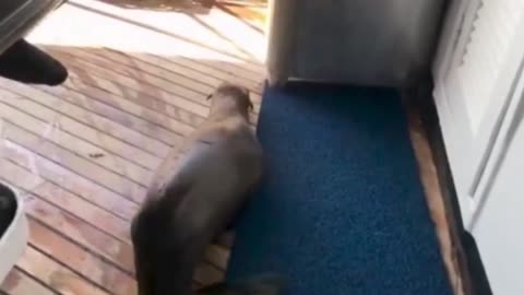 Sea Lion Climbs Onto Beat To Avoid Hungry Orca