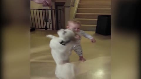 Hilarious Dogs Interacting with Babies - Viral Video