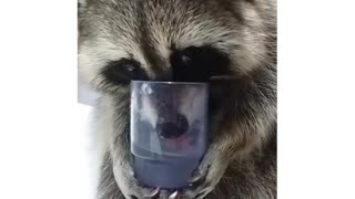 Raccoon drinks water just like a human!