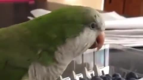 funny parrot laughter without borders