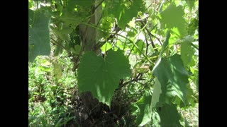 A Vine Growing Fruit Red Grapes August 2022