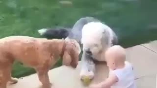 Baby and dogs are playing the cutest game of fetch ever