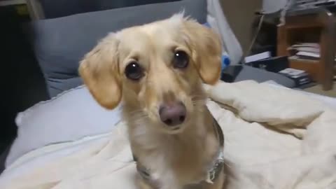 Playing ball with a dachshund dog