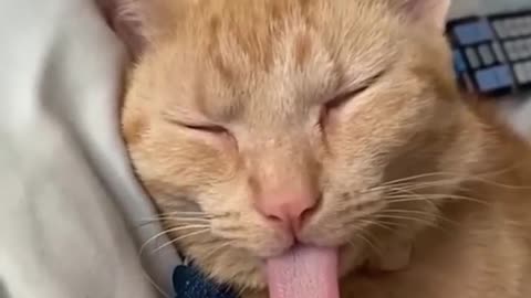 Funnyl animal videos