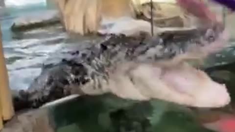 What happened while feeding the crocodile