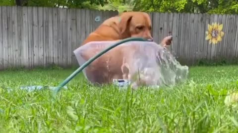 dog cute bathing