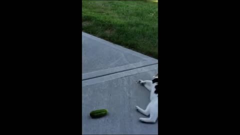 "Funniest Cucumber Prank with Cats: Hilarious Compilation!"