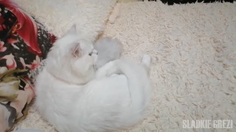 mother cat caresses her kitten Ti