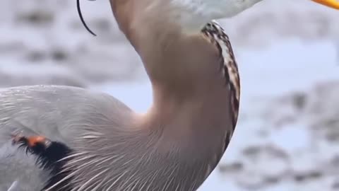 What foods do blue herons eat? Top videos