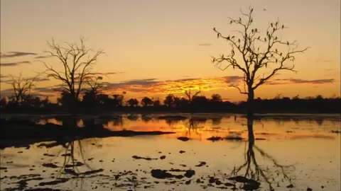 Africa's Most Secretive Big Cats | Leopards Of Dead Tree Island | Real Wild