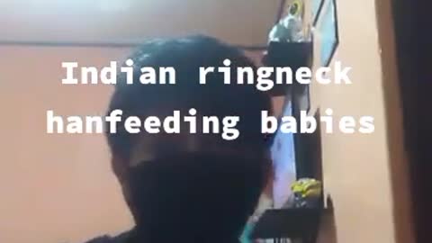 Handfeeding baby parrot