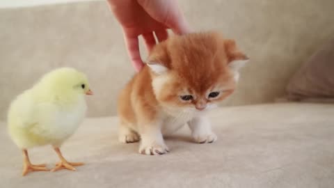 Cute baby chick and kitten