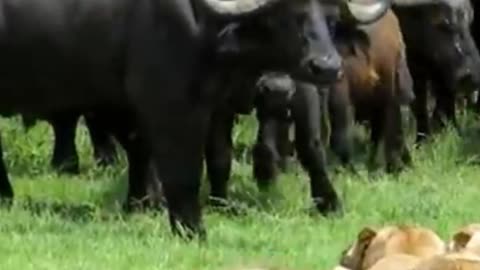 Lion pride attacked by 100 buffaloes
