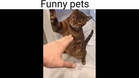 Funny pets video