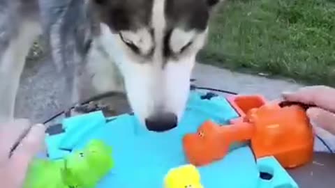 Dog Plays Hungry Hungry Hippos