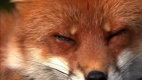Red Fox Sleep 🦊😴
