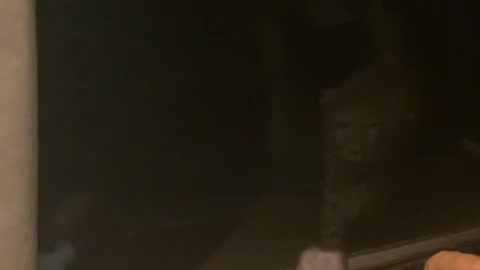 Cheetah Slams Into Window While Charging at Unsuspecting Baby