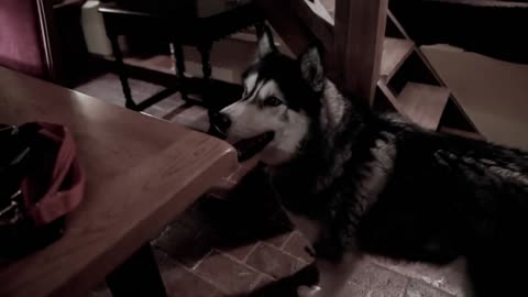 When the family comes home, the husky loses control and yells at them for leaving.