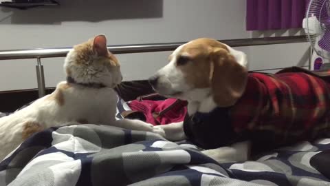 beagle vs Cat