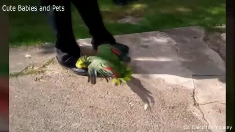 Funny Animals Scarring And Chasing People 2021 Compilation