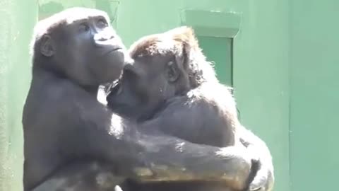 Monkey video hug lover