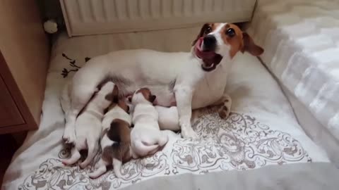 Jack Russell Puppies