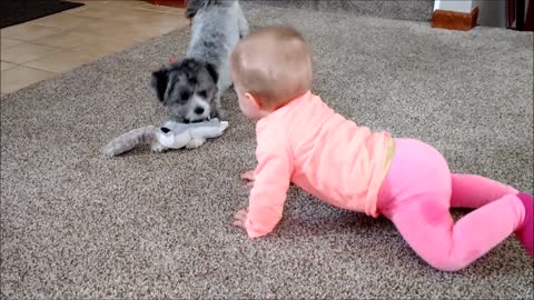 Puppy and baby battle for toys