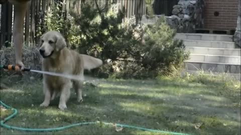 Golden Retriever performs jumping act over water hose