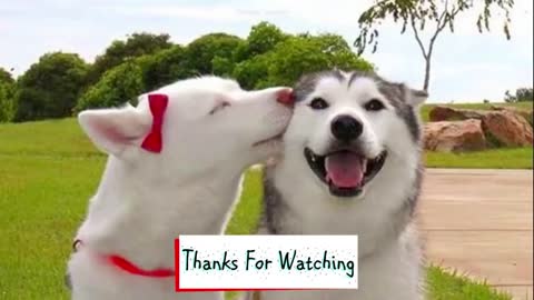 Funny Husky and Alaskan Malamute Videos Compilation - Cute And Funniest Dogs,Episode :249