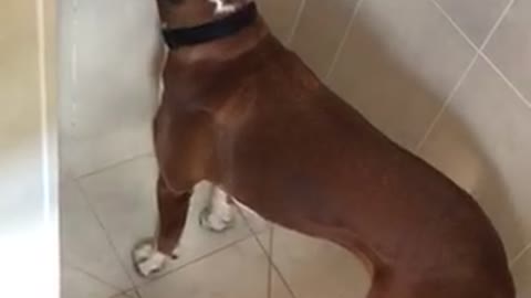 Boxer puppy having a shower