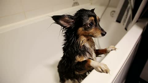 Wet Dog In The Bathroom