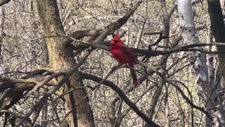 Chirping Male Cardinal at James Gardens Toronto
