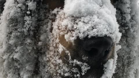 Huge Dog Loves Huge Snow