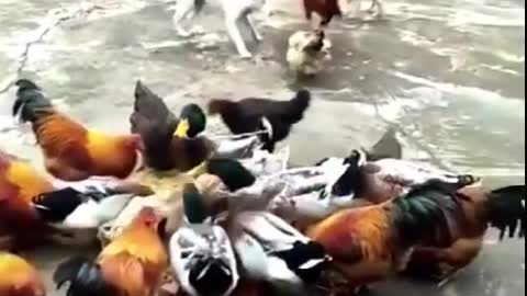 Dogs VS Chiken Funny Dog Fight