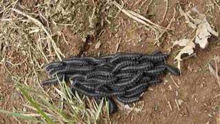 Caterpillars moving together