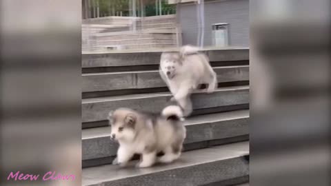 Cutest and Funniest Moments - Baby Alaskan Malamute
