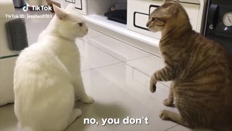 CATS TALKING, very funny