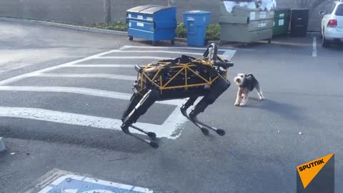 Real Dog Meets Robot Dog for First Time
