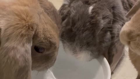 Bunnies Drink From Water Bowl Together