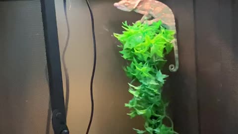 Gump the Chameleon